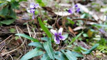 国产欧美色野草视频,揭秘隐秘的视觉盛宴